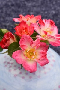 MEXICO SUNBLAZE (miniature)